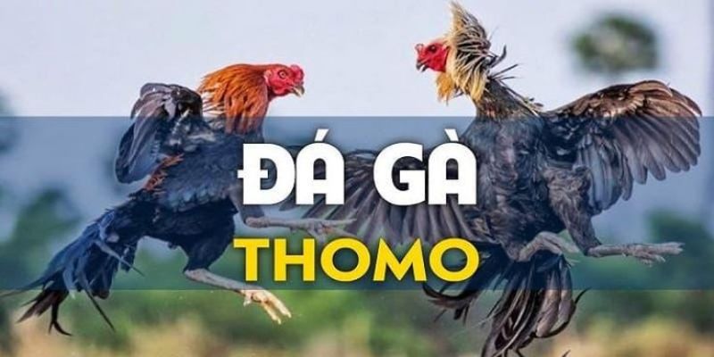 Những thông tin sơ lược không thể bỏ qua về đá gà trực tuyến Thomo